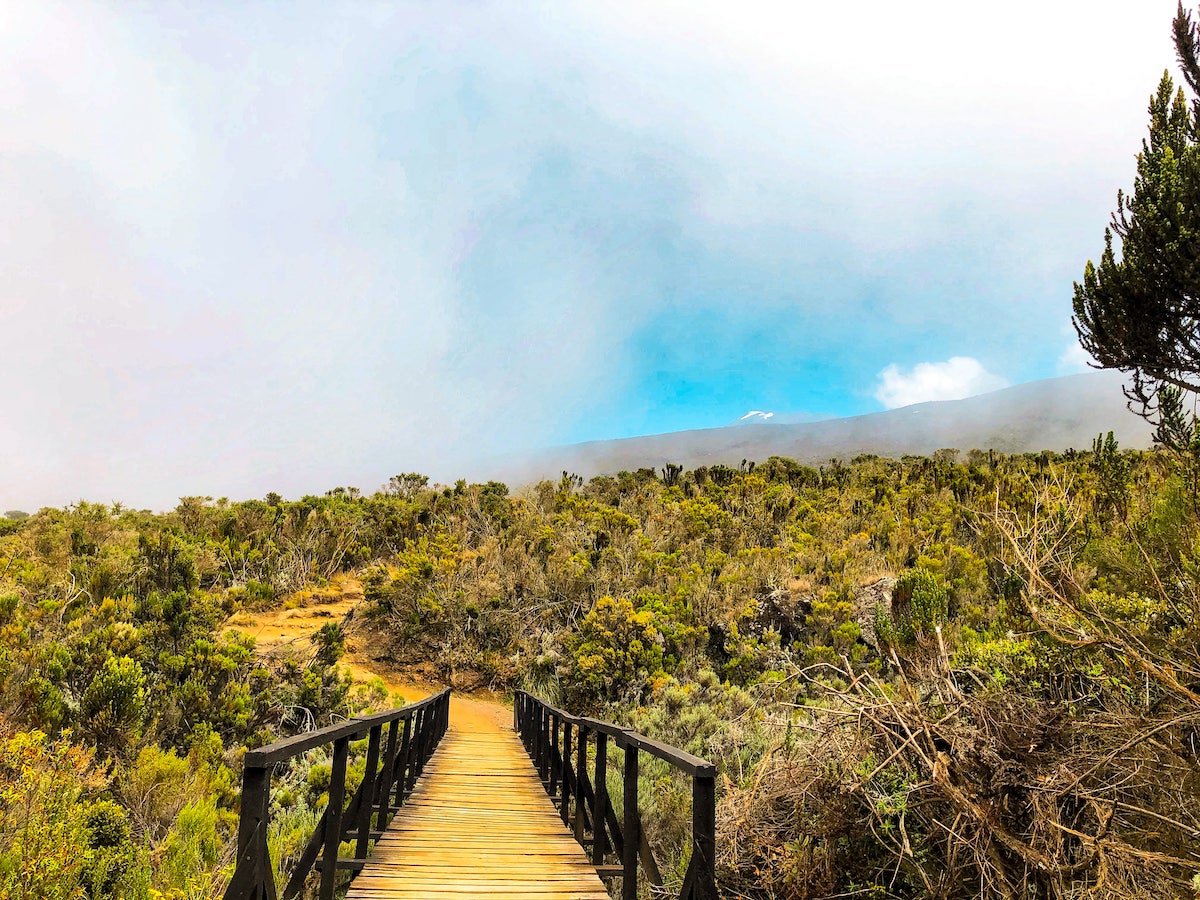 Green fauna covers a bridge leading up to a mountain in the misery weather.