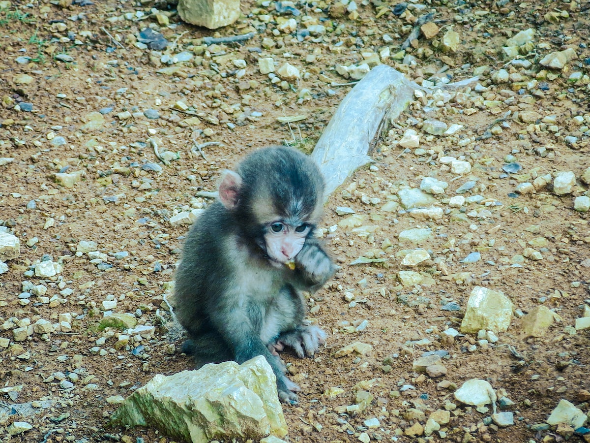 Baby monkey in Japan