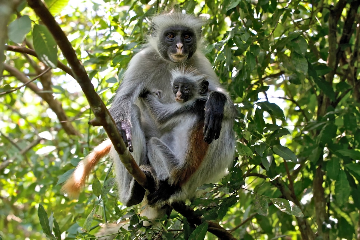 A mother and son monkey with white fur and black faces embrace in a tree in Jozani Forest, Zanzibar