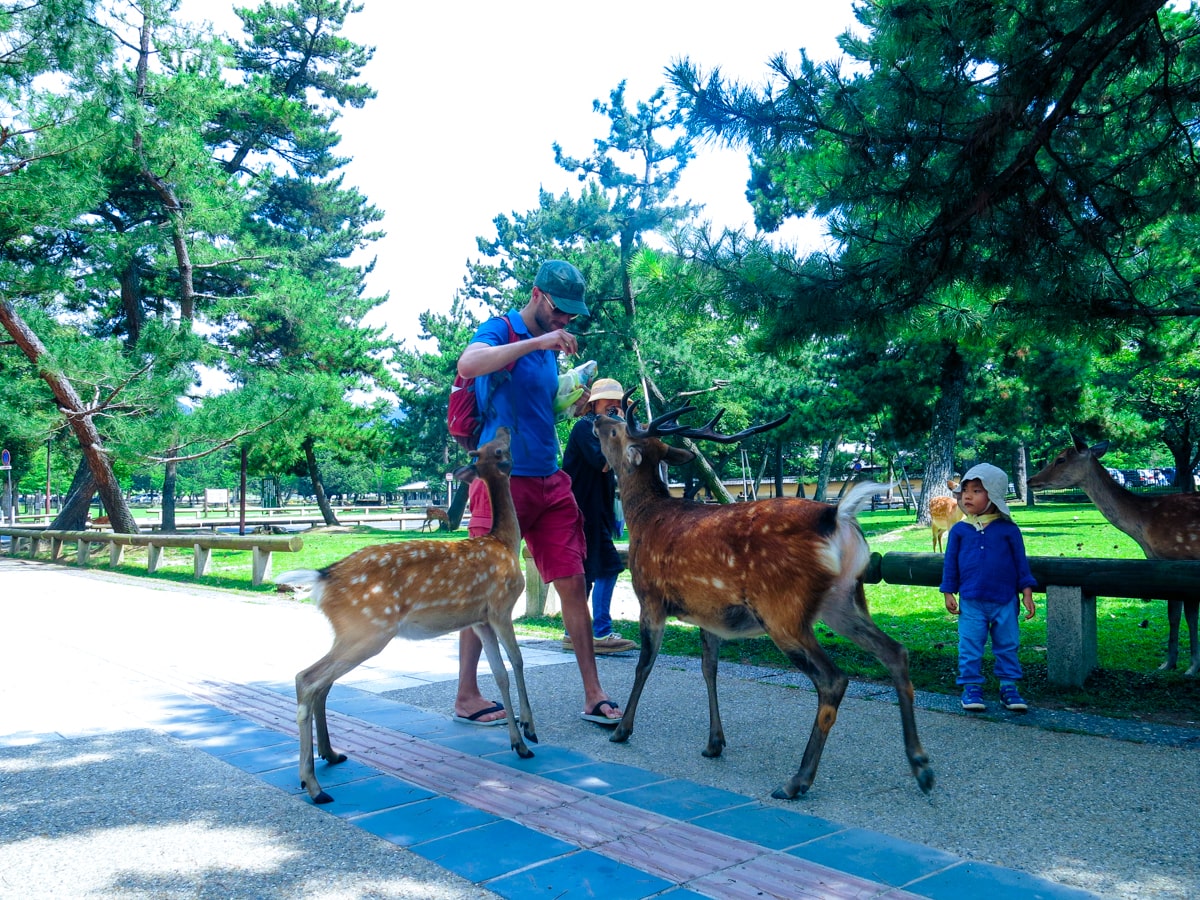 A small child watches on as a tourist feeds a cracker to two deer in Nara Park, Japan