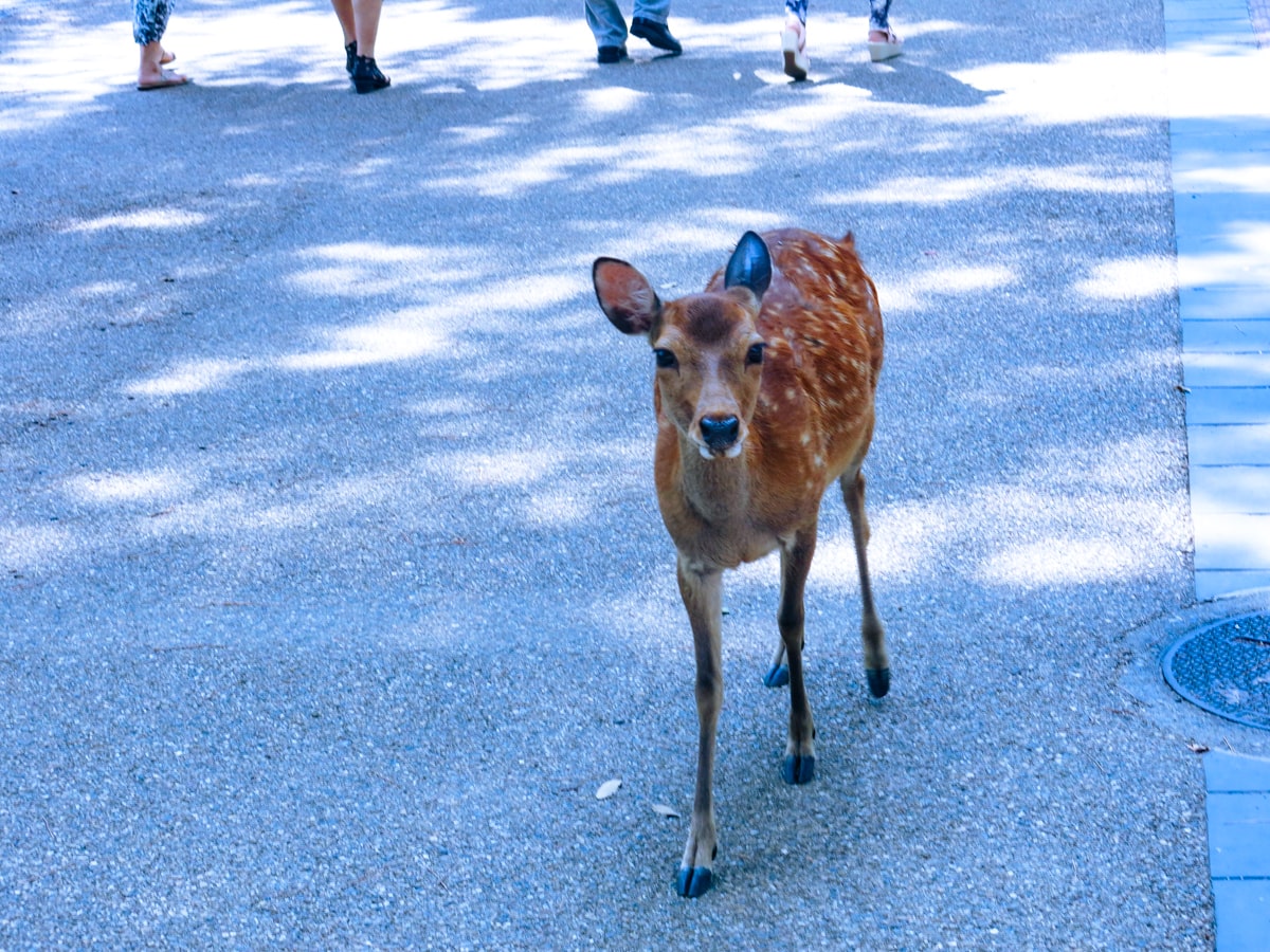 A curious deer walks alone in Nara Park, Japan near Kyoto