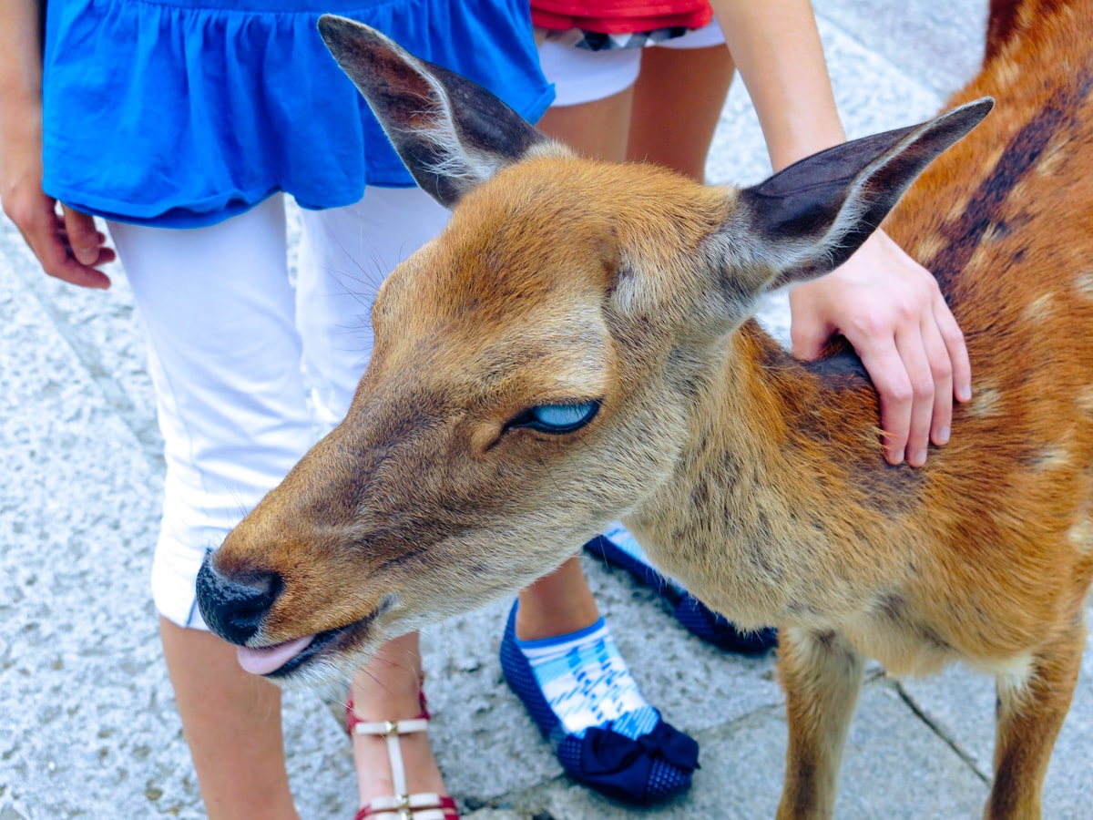 A deer with white eyes and no pupils is petted in Nara Park, Japan