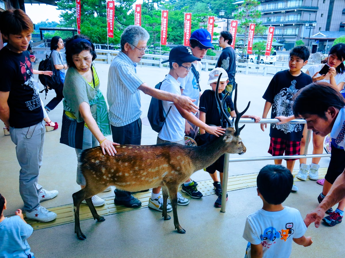 Japanese tourists pet and stroke a male deer with large antlers in Nara Park, Japan