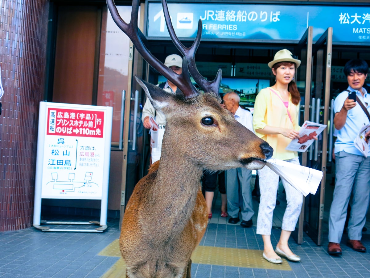 Tourists watch a deer with large antlers eat a piece of paper in Nara Park, Japan