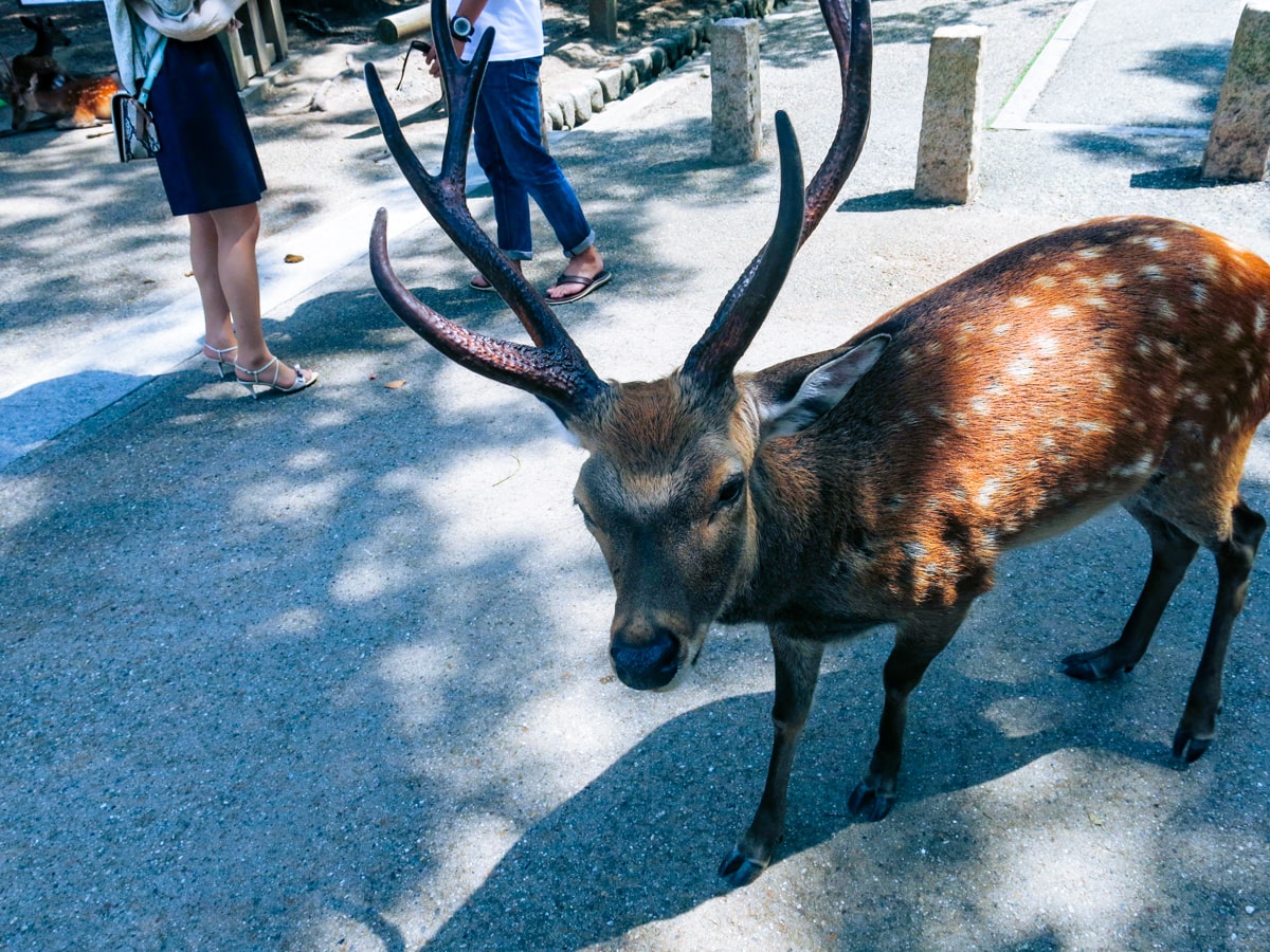 An old male deer with large antlers stands in Nara Park