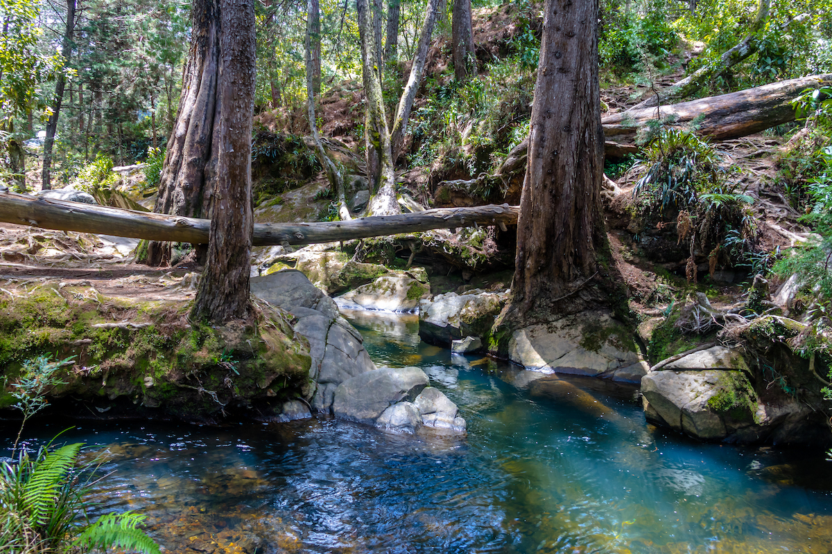 River and woods at Arvi Park in Medellin, Colombia 