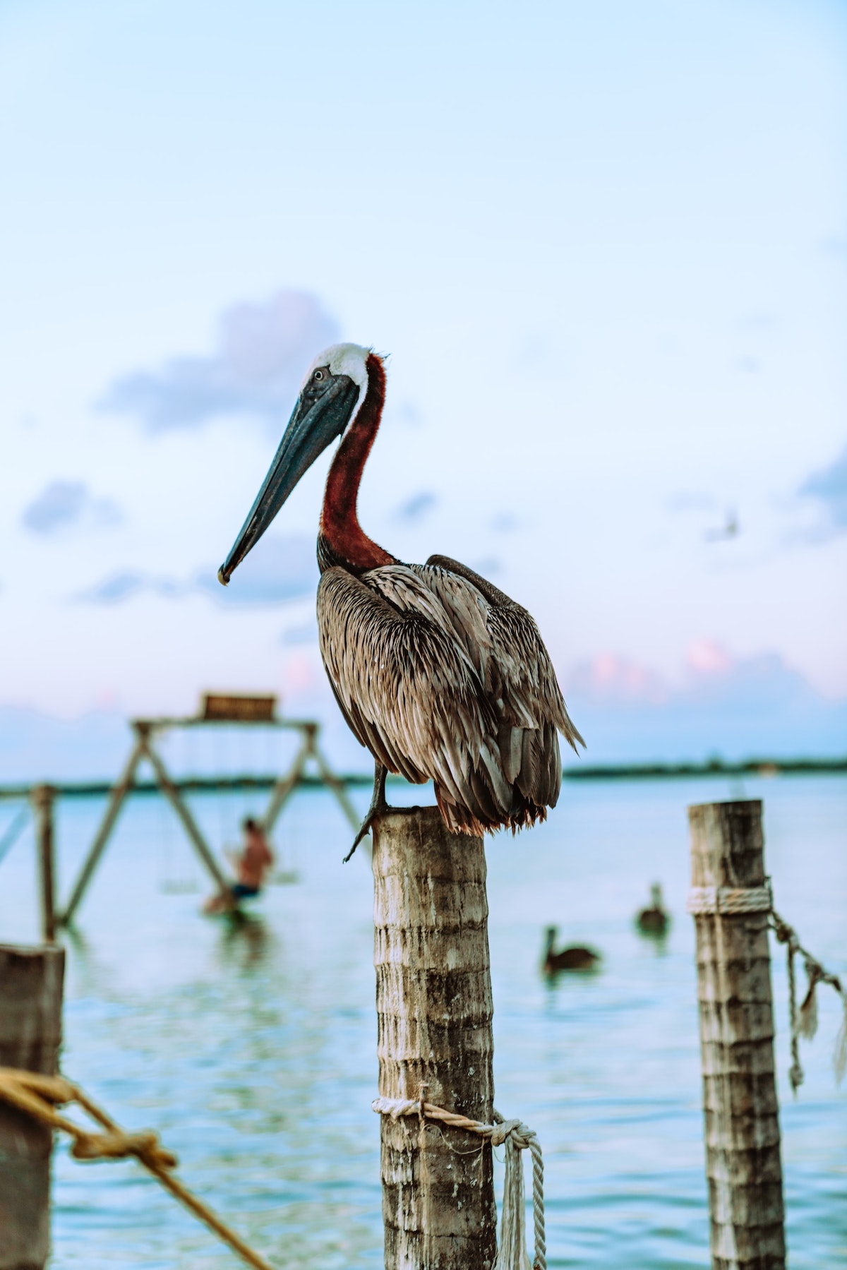 A pelican bird sitting on top of a dock pole in Caye Caulker, Belize.