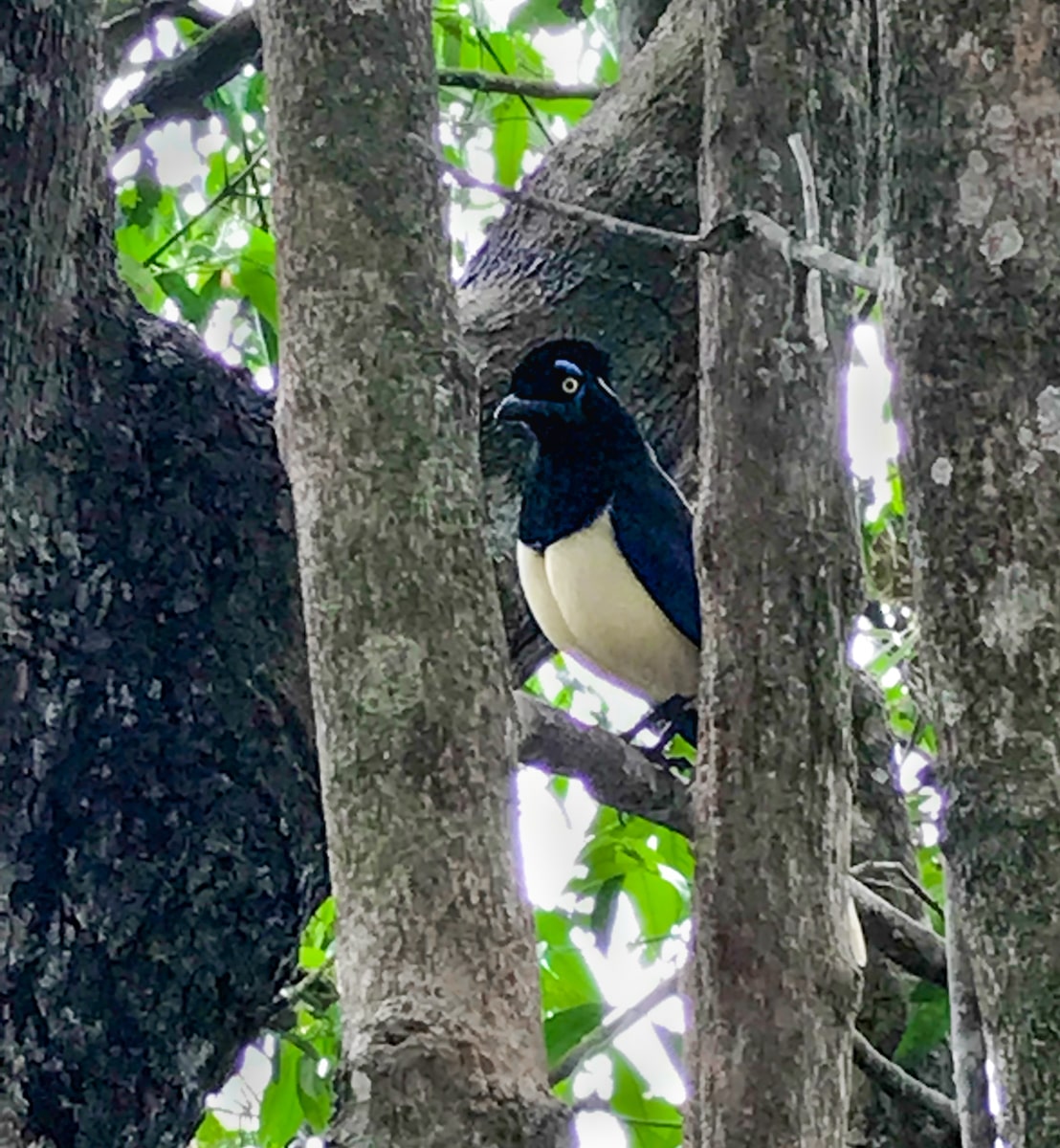 A black and white bird peers out over two tree branches 