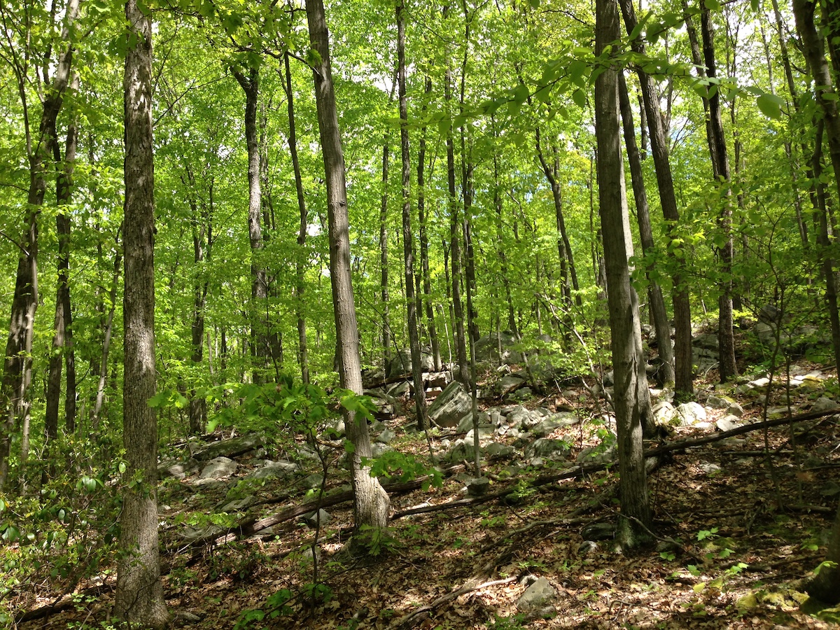 A forest with a few boulders on the ground