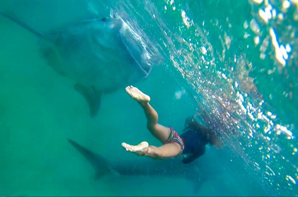 Filipina lady swimming with whale sharks in Cebu, Oslob.