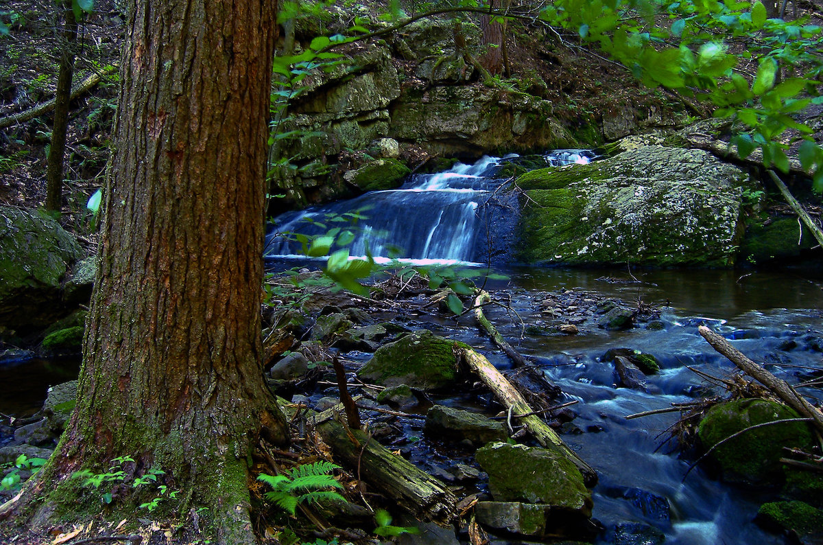 A tree bark overlooking a small waterfall