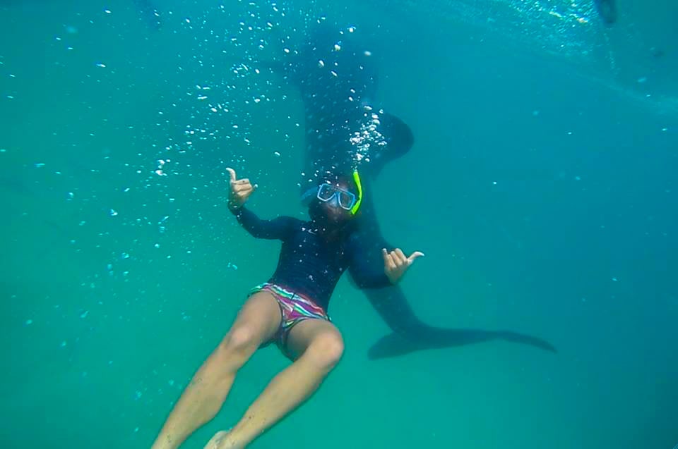 A lady snorkels in between two whale sharks, one with its mouth agape.