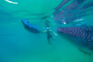 Swimming with whale sharks Cebu