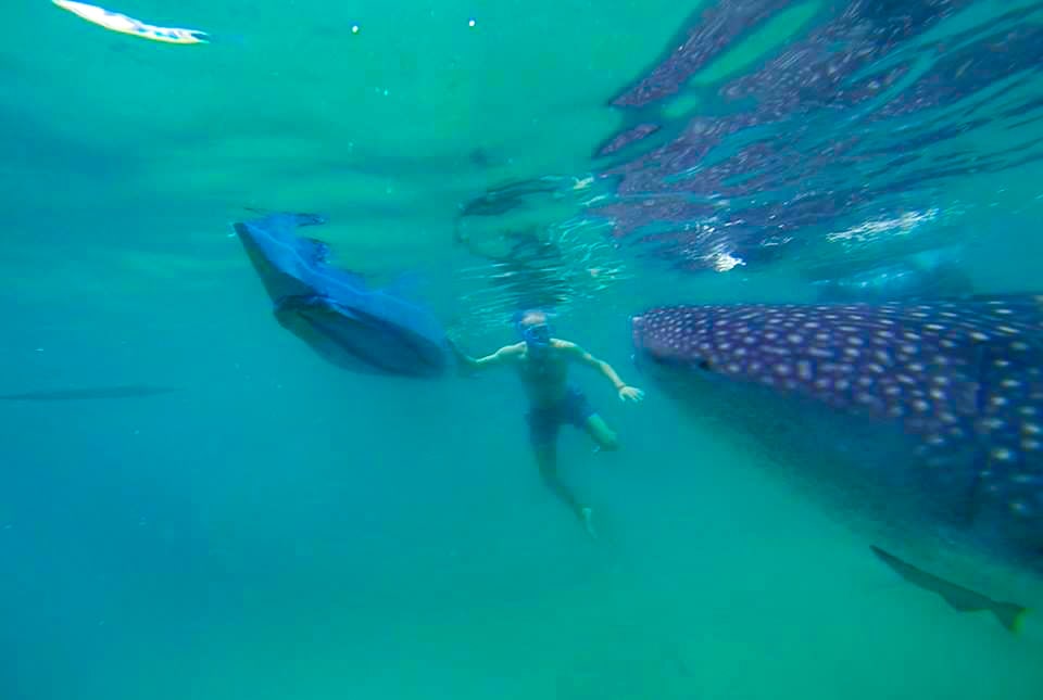 WATCH: Florida boat party visited by whale shark