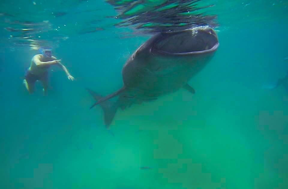 A man swims alongside a giant whale shark in Cebu