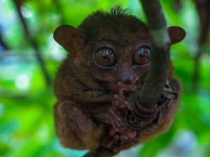 A small primate with huge eyes, the suicidal tarsier of the Philippines