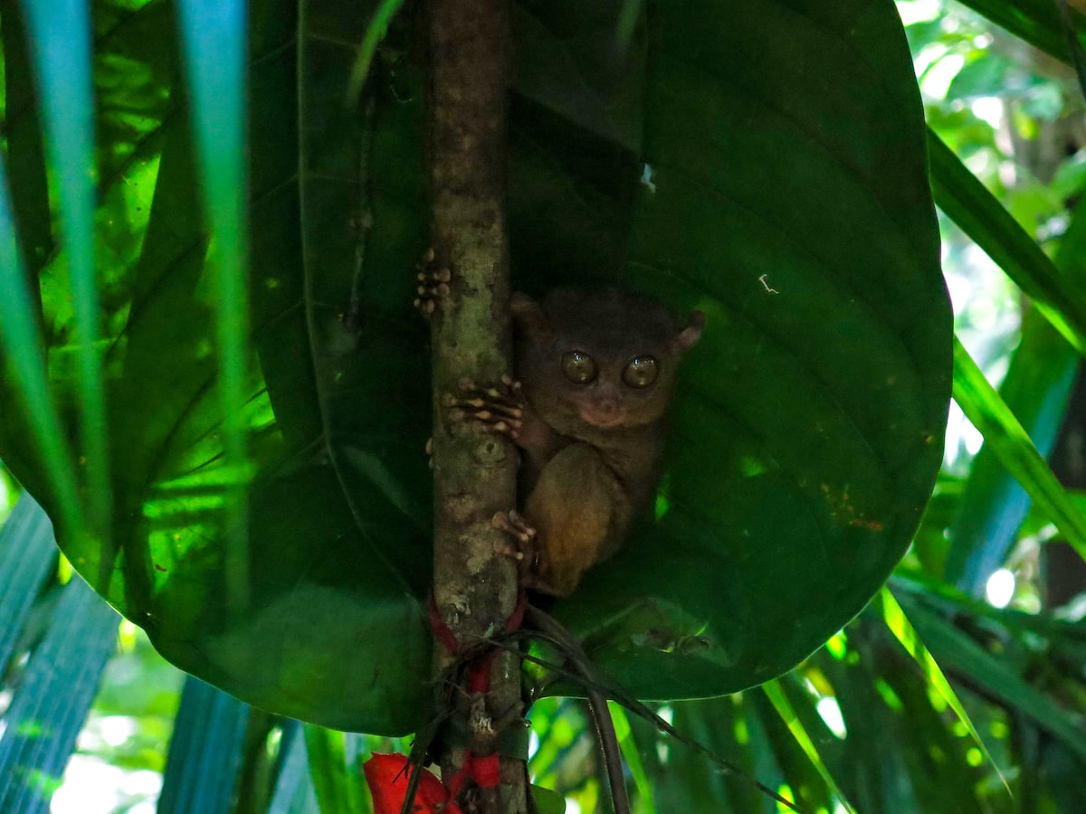 A Philippines Tarsier hugs a tree with its eyes opened wide