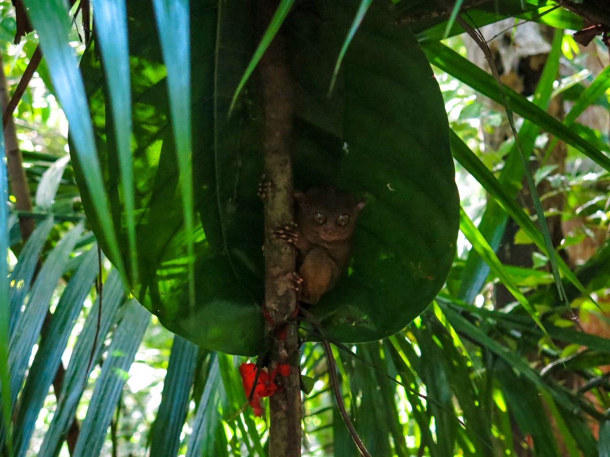 A Tarsier in a tree hiding