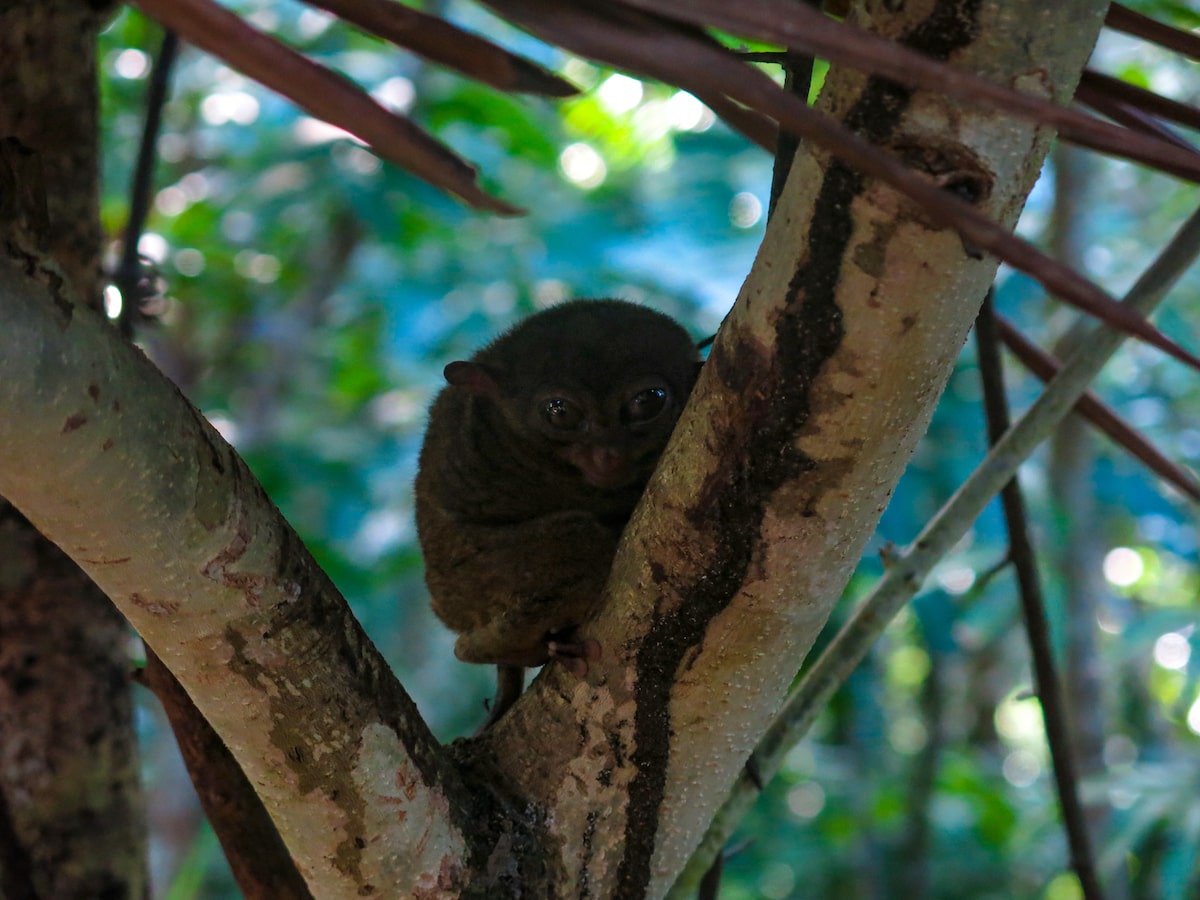 A nervous looking tarsier, the suicidal monkey needs a lot of protection to survive