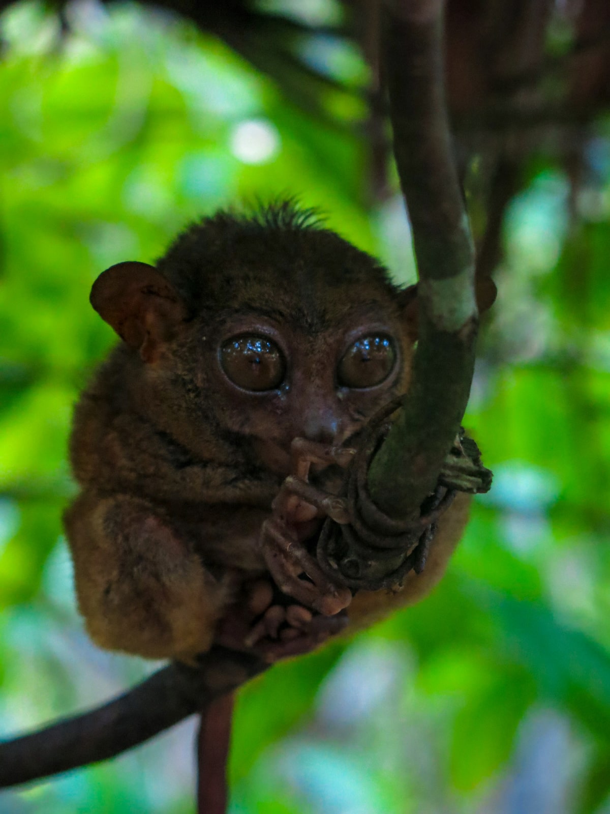 tarsier baby