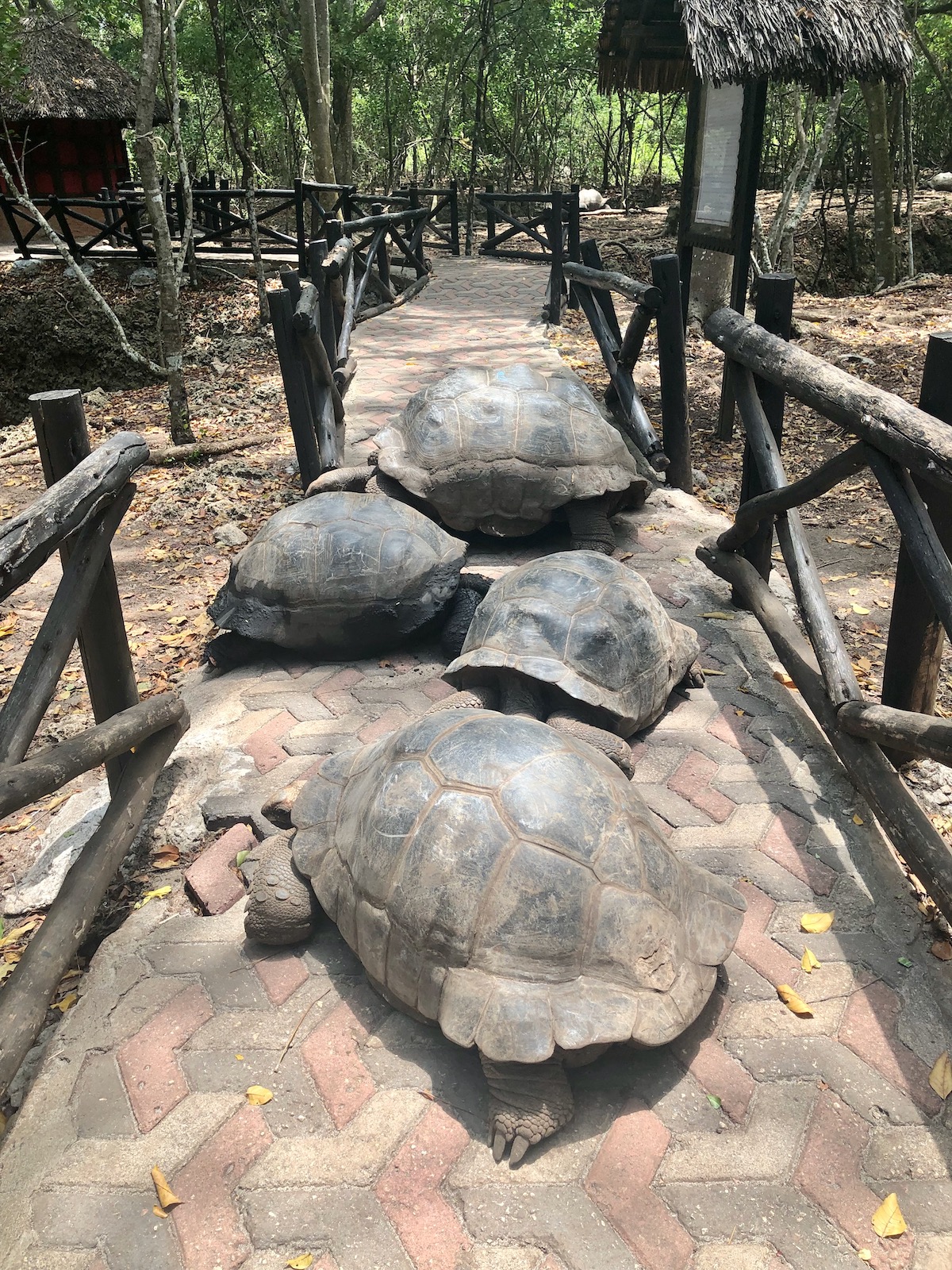 Four giant tortoises hide on their shells on a narrow pathway