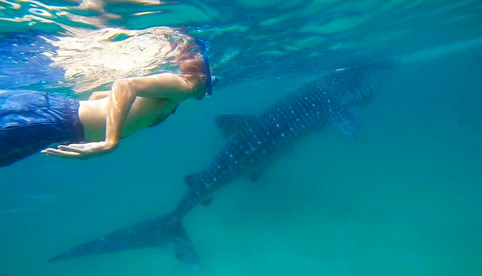 A man swims side by side near a whale shark in Cebu, Philippines.