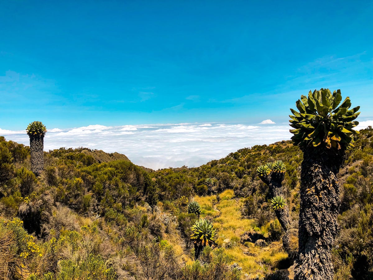 Trees that look like pineapples compliment lush green fauna, with the backdrop of white fluffy clouds and a bright blue sky on Mount Kilimanjaro. 