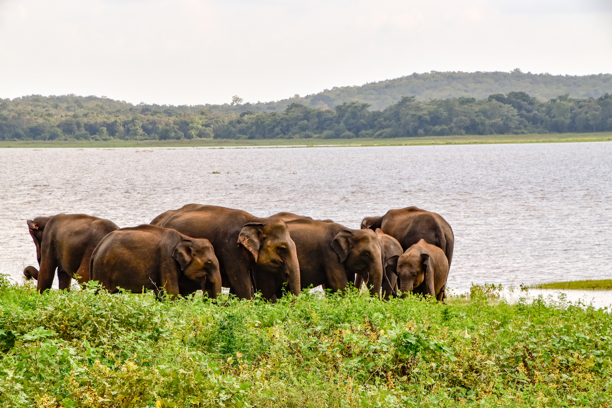 A herd of brown Asian elephants huddle together at Udawalawe National Park in Sri Lanka.