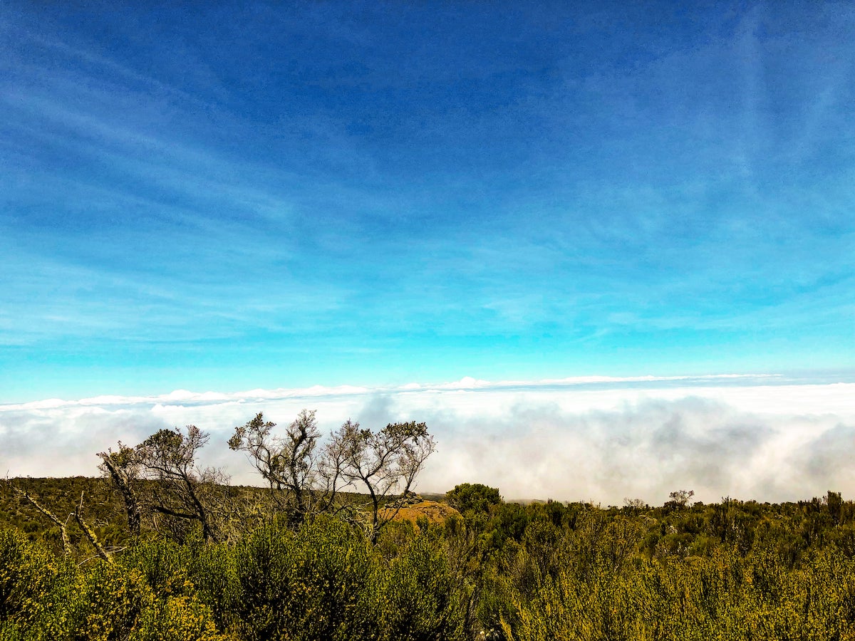 Green fauna alongside the clouds on a clear day.