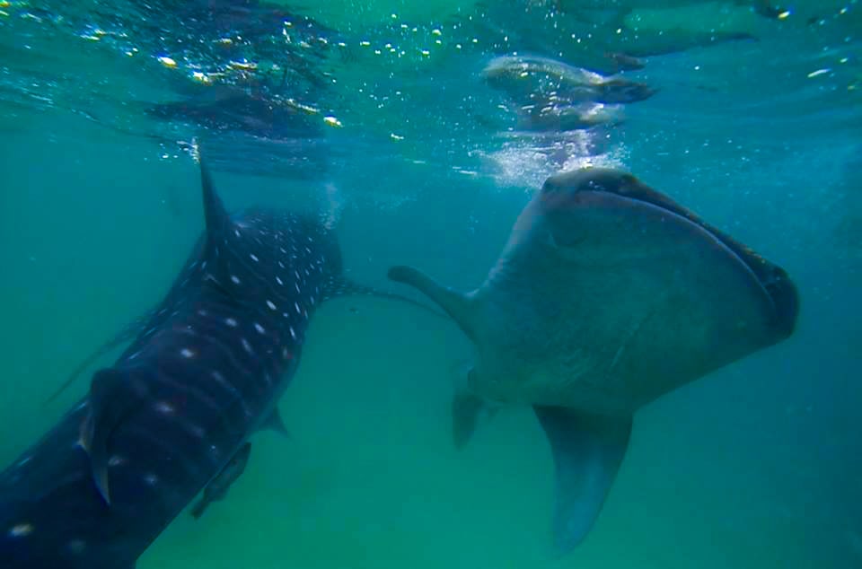 Two whale sharks stalk the waters of Cebu, Oslob in the Philippines.