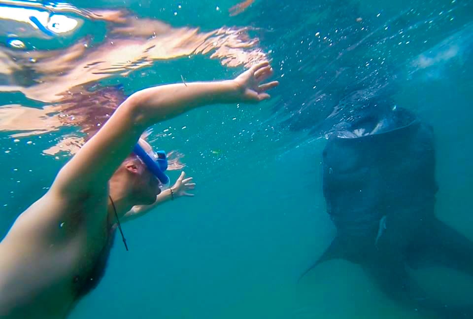 A man underwater, curiously looks on as a whale shark approaches 