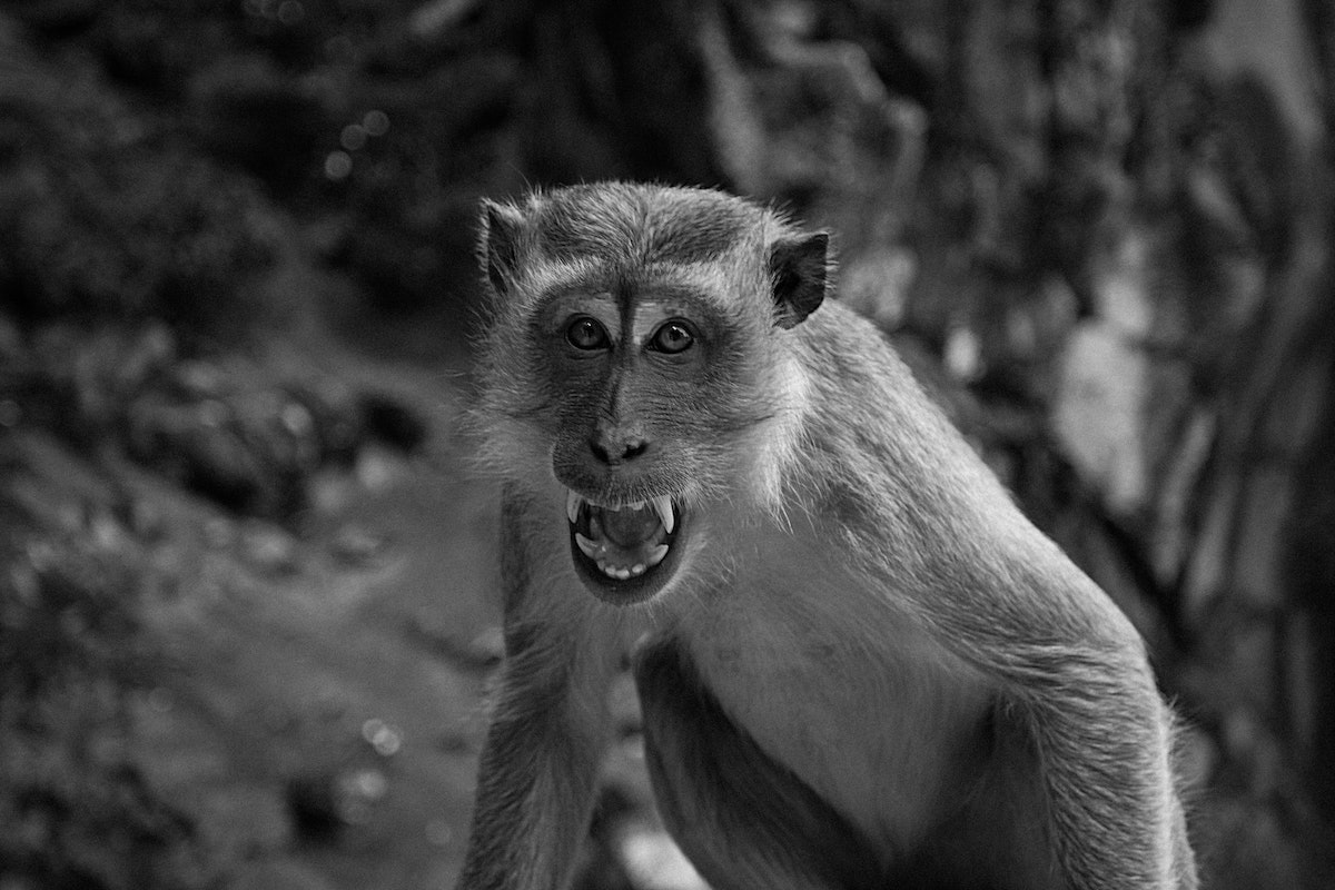A monkey aggressively growls and shows its canines in a temple in Kuala Lumpur, Malaysia
