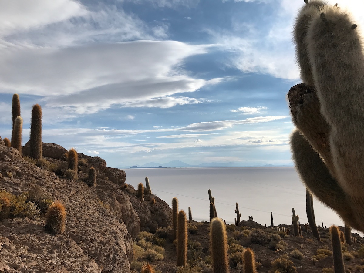 Cactus trees overlooking a white desert in Bolivia.