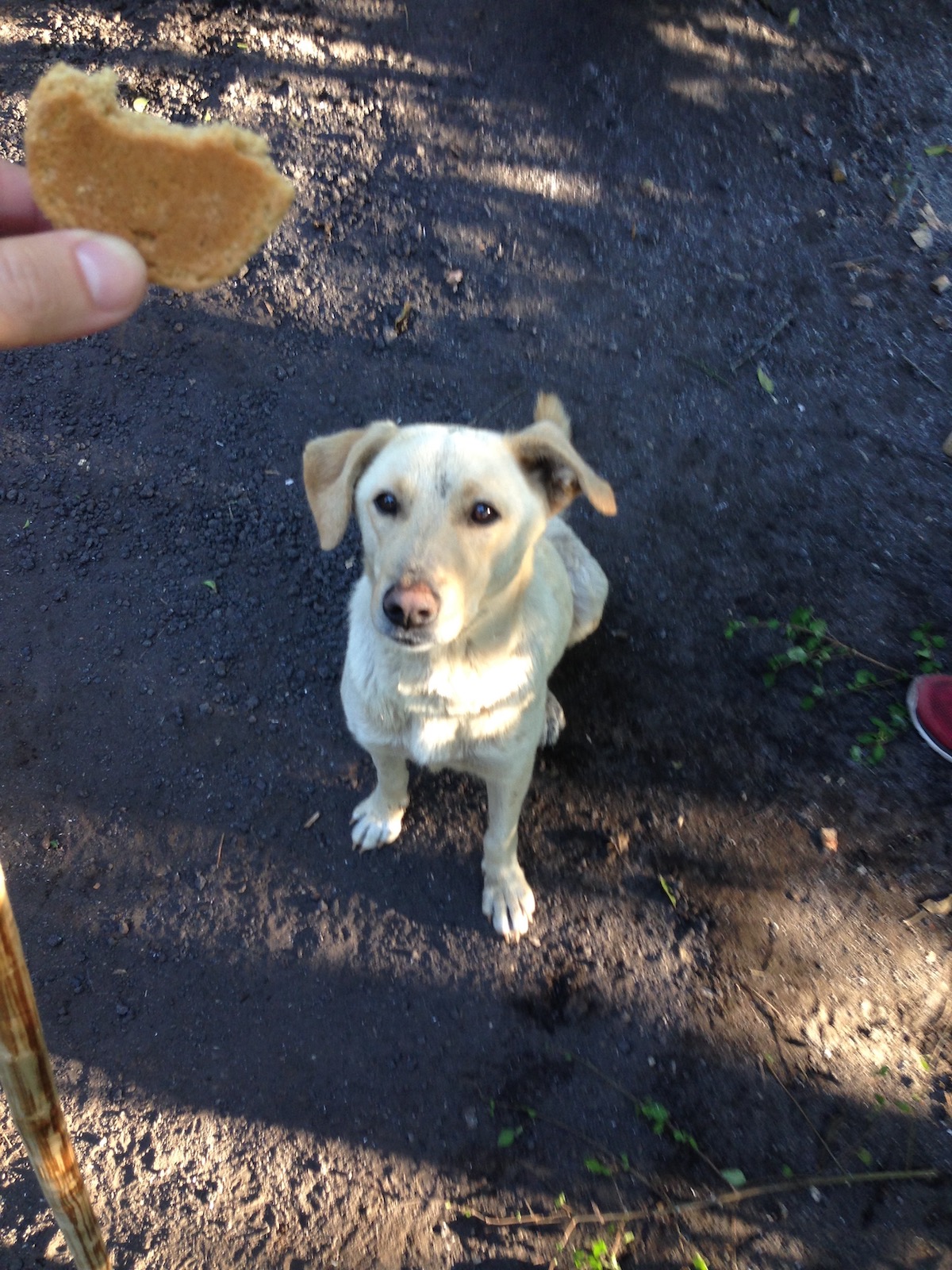 A white dog sits eagerly waiting for a biscuit during a hike.