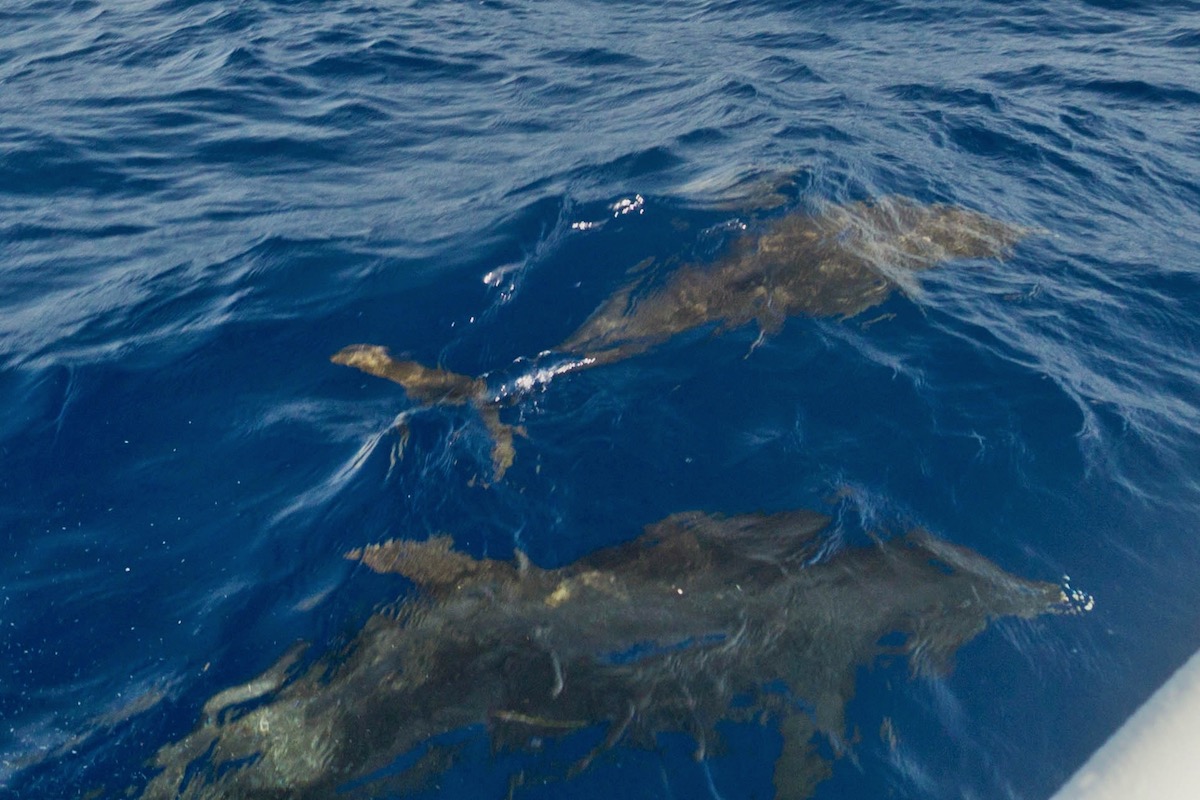 Playful dolphins following a boat in Belize