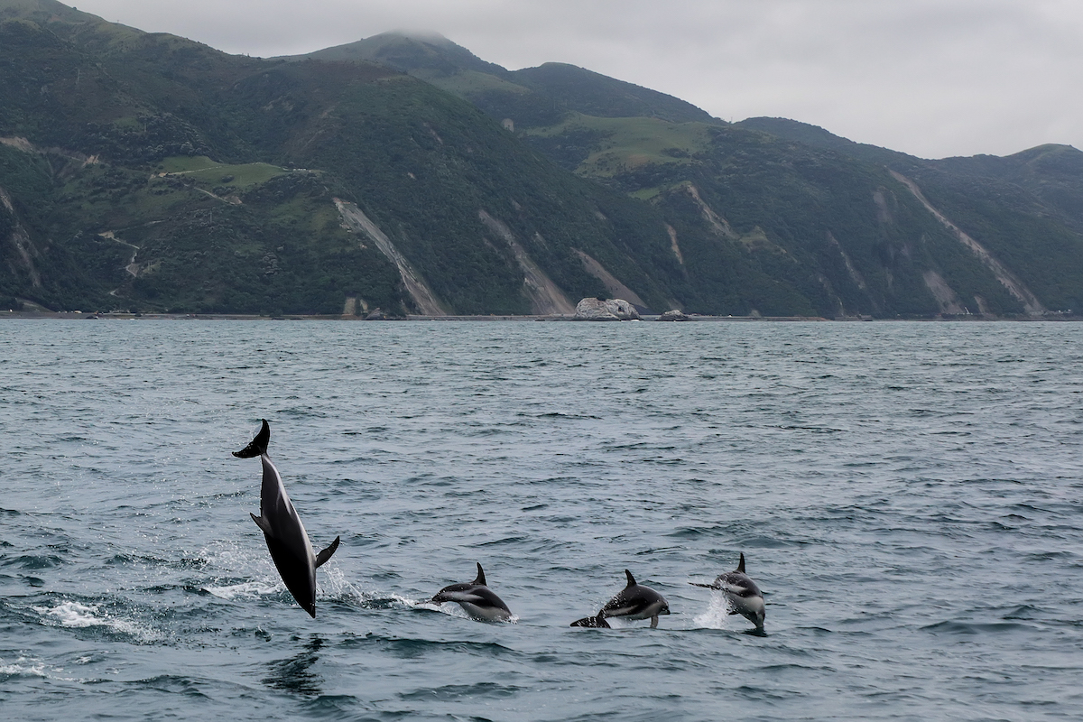 Dusky dolphins playing in Kaikoura, New Zealand