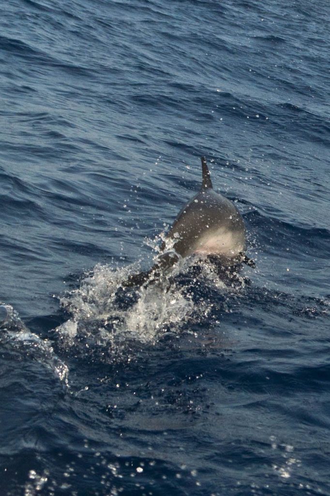 A dolphin leaps out of the sea in Belize