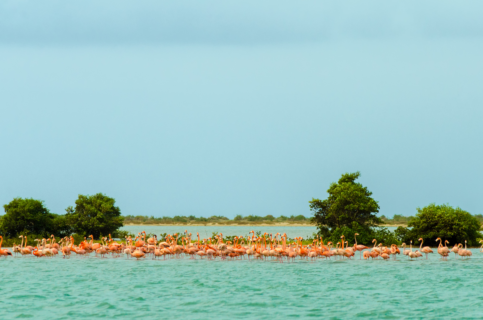 A colony of flamingos on the water of La Guajira, the Colombian desert.