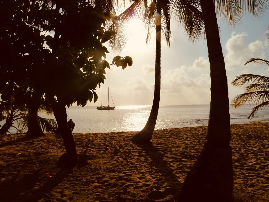A view of a ship sailing on the sea from the shores, behind tropical trees on the sand