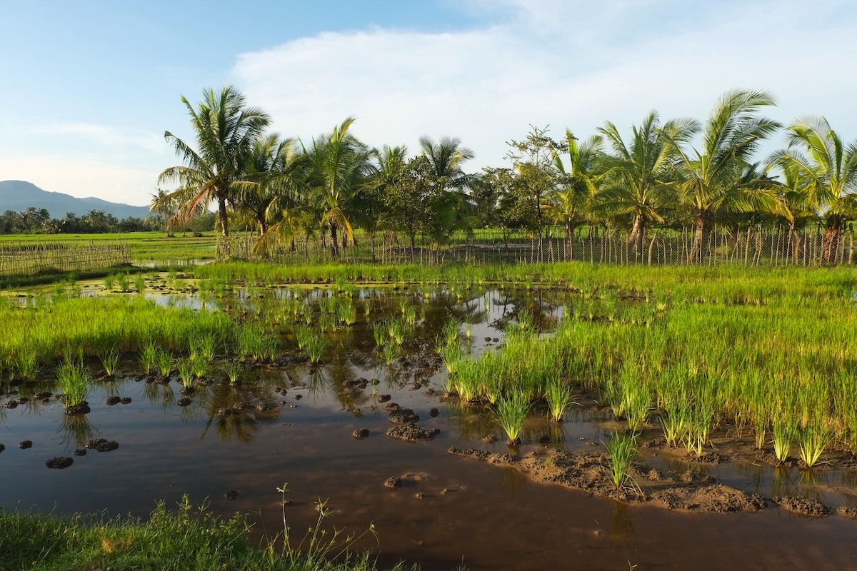 A rice terrace in Kampot, Cambodia.