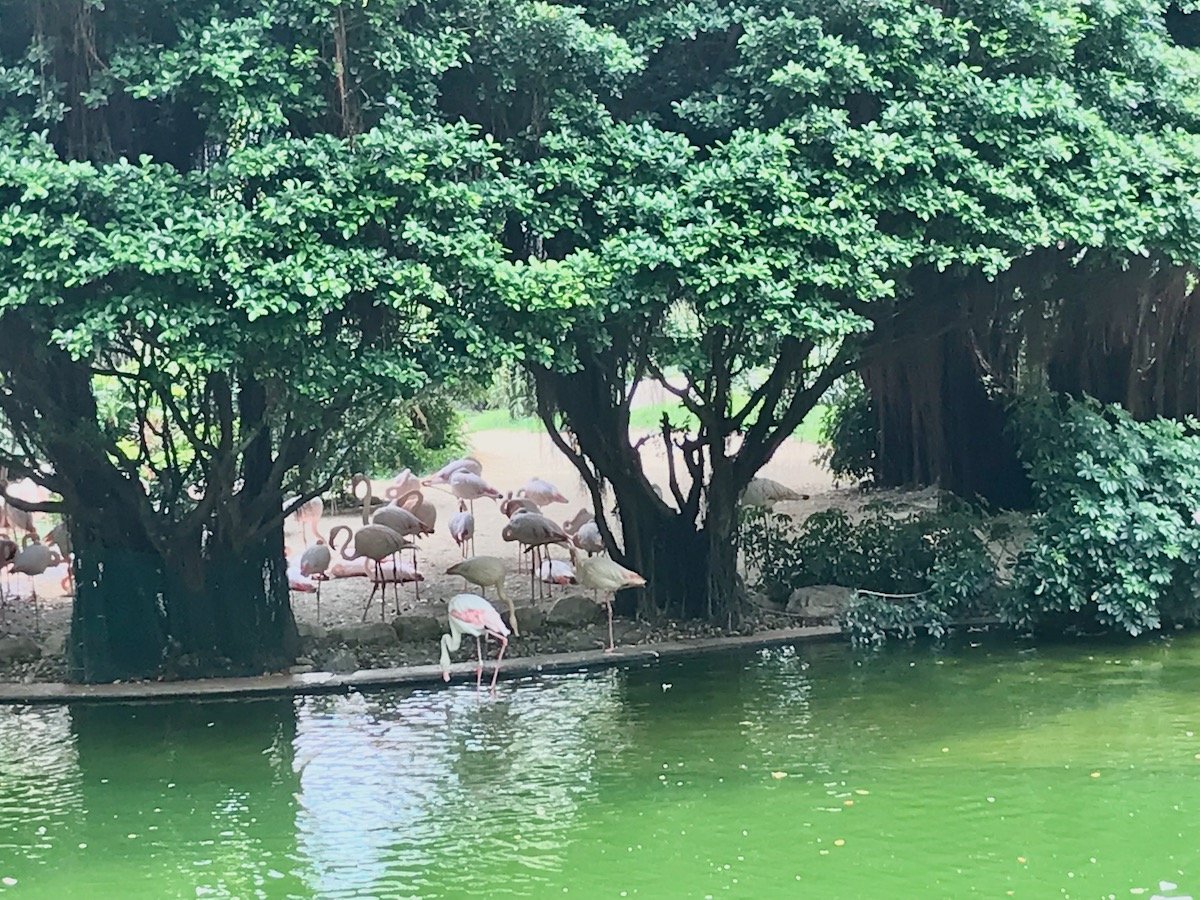 A flamboyance of flamingos in Kowloon Park, Hong Kong
