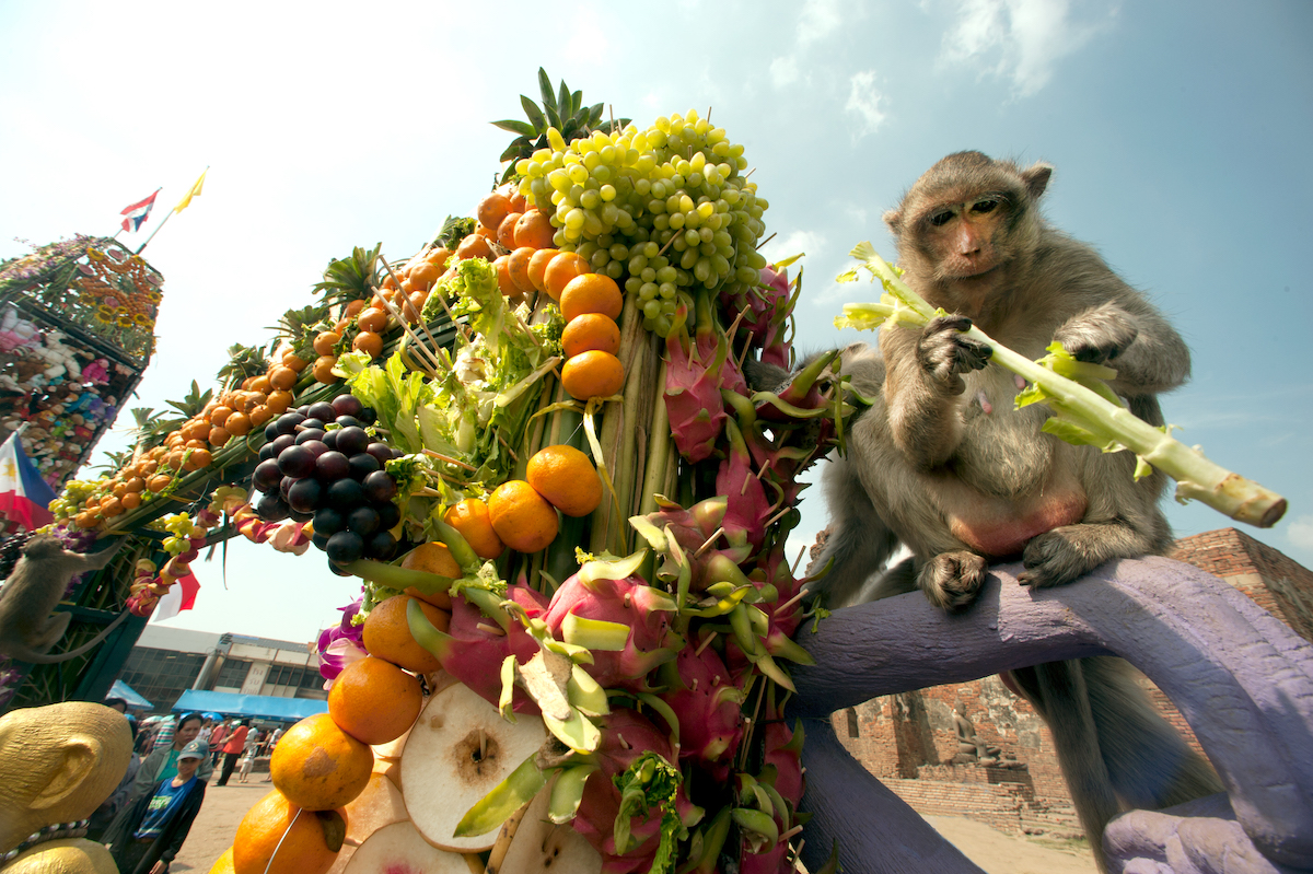 A monkey feasts on a large stick of celery next to a bridge made out of fruit. 