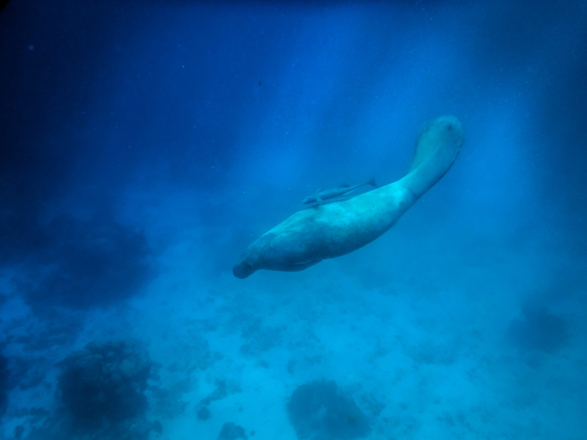 A manatee moves towards the surface of the ocean.