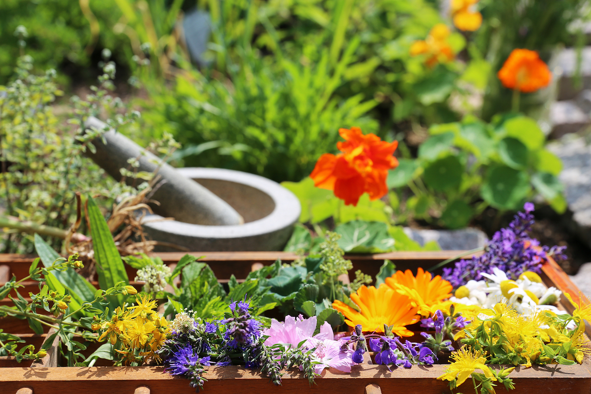 A medicinal garden with flowers of different colours 