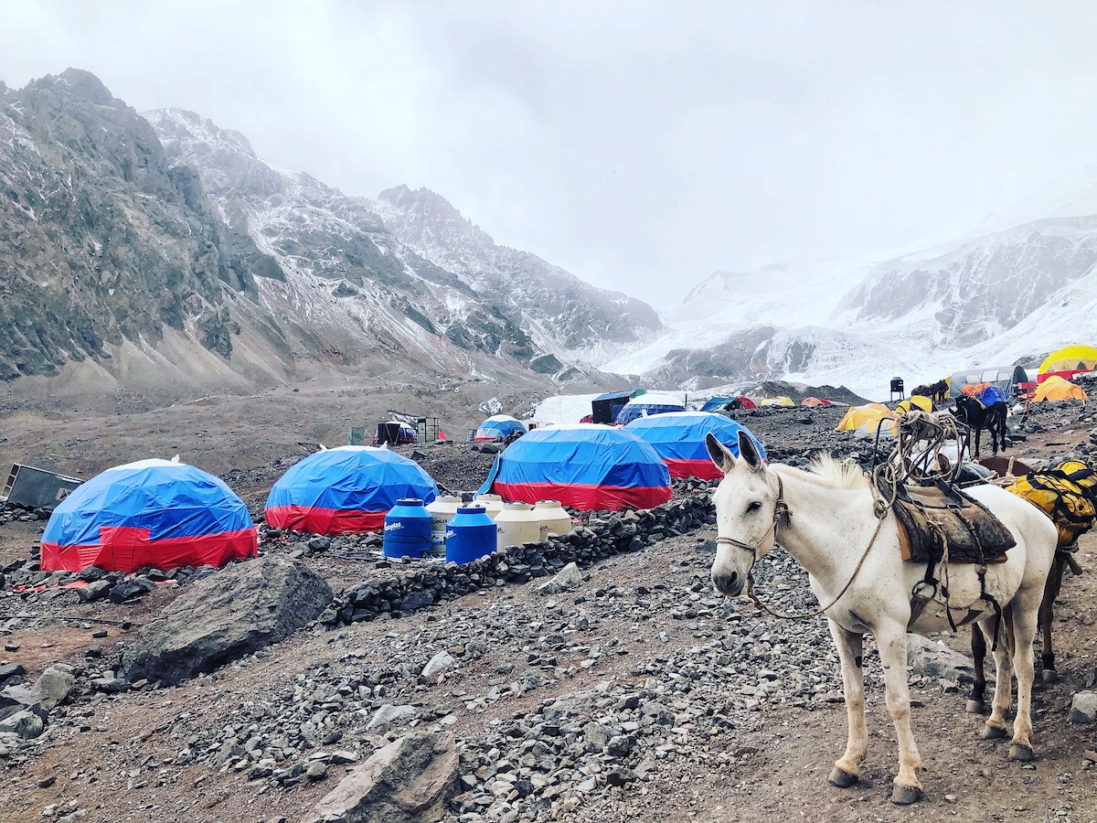A white horse stands next to a row of tent on an ice-capped mountain on Aconcagua
