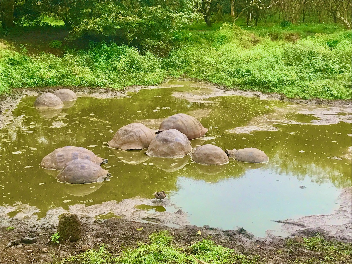 multiple tortoise shells in water