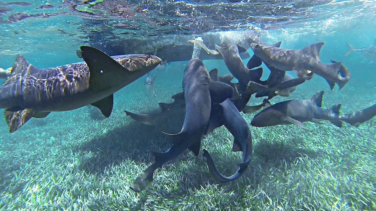 A pod of nurse sharks feeding in Caye Caulker, Belize.