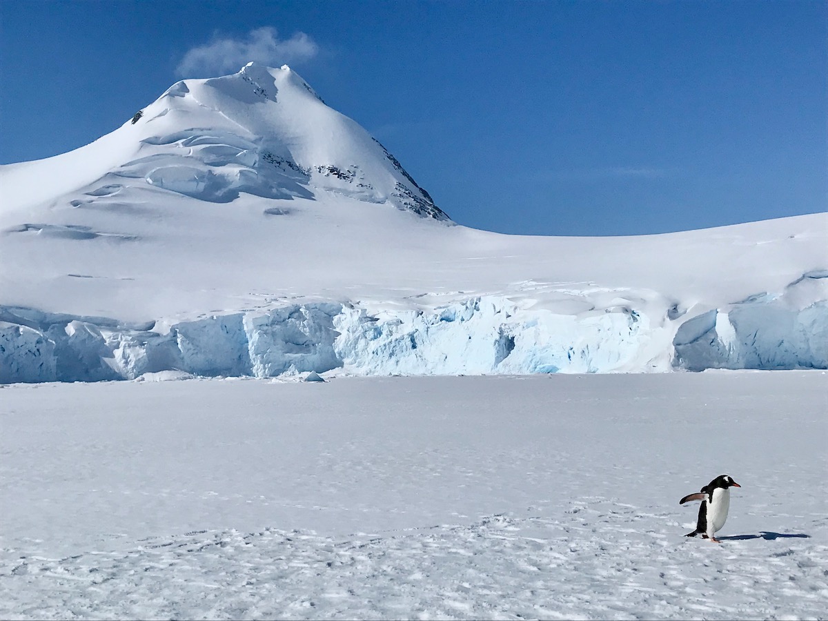 A penguin clumsily walks along the snow during an Antarctica trip