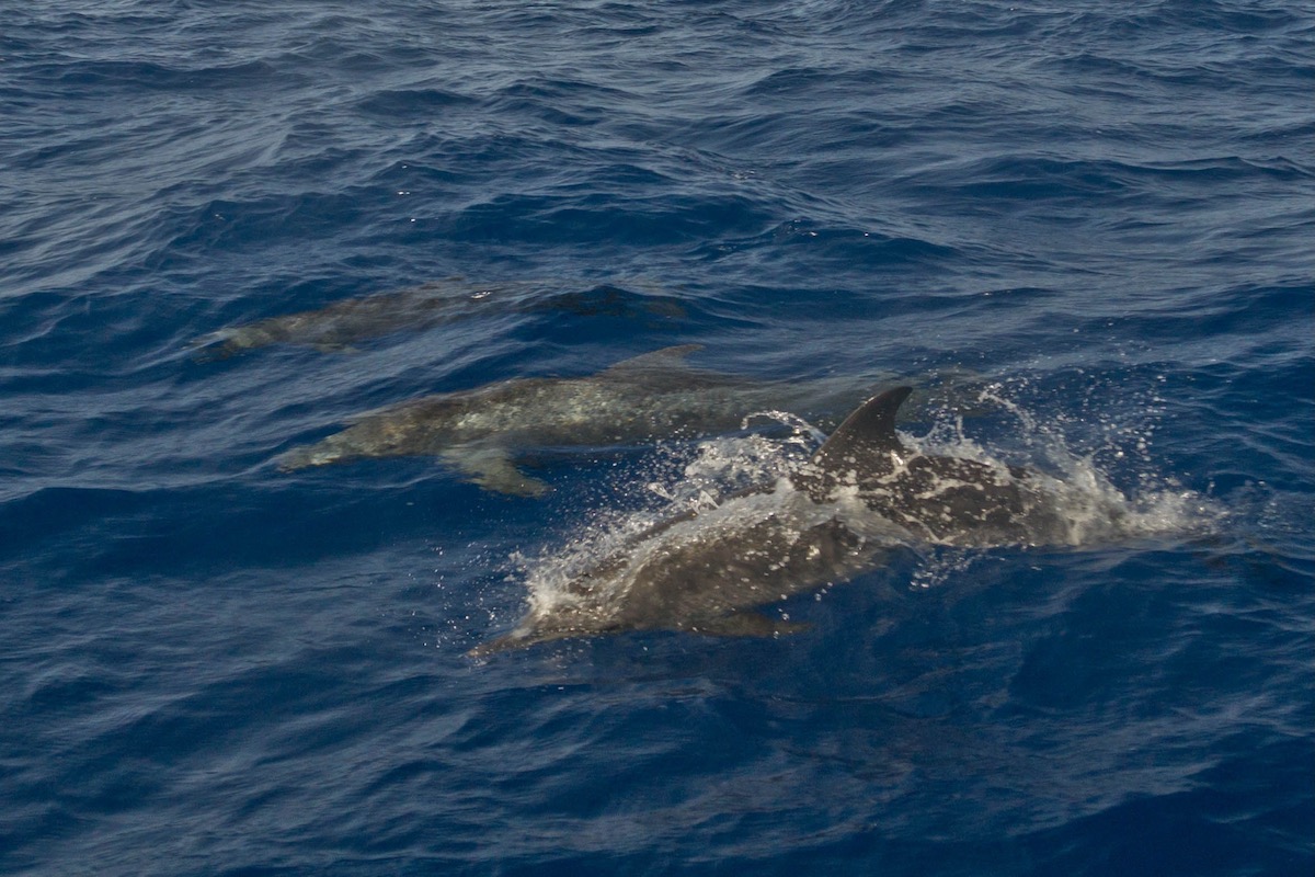 Pod of 3 dolphins swim across the water in Caye Caulker, Belize