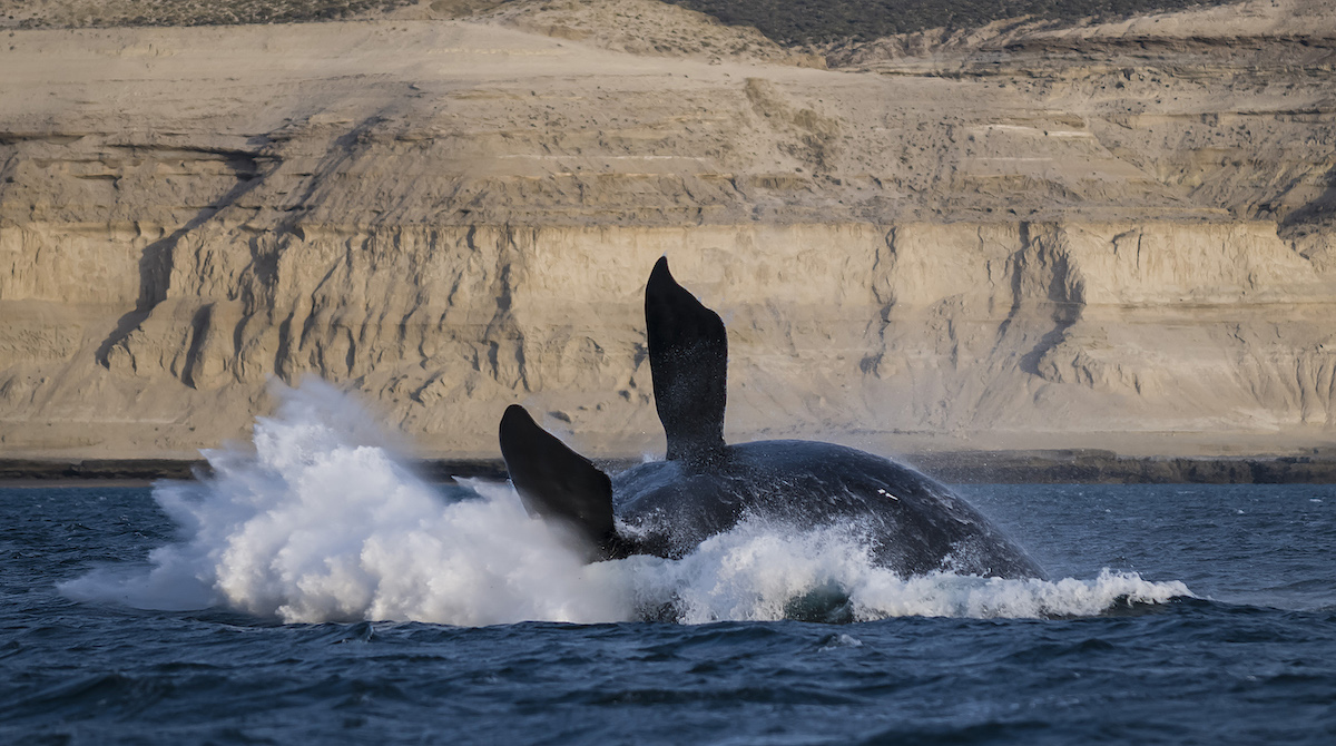 A whale flips on its back out of the water in Puerto Madryn, Patagonia.